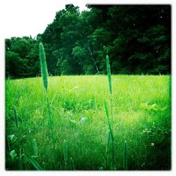 Trees on grassy field