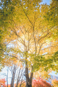 Low angle view of tree