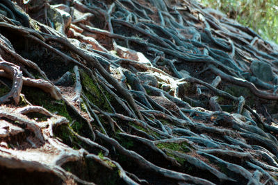 Close-up of tree roots