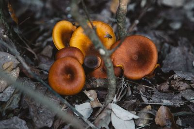 High angle view of mushrooms growing on field
