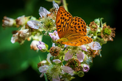 Butterfly on flower