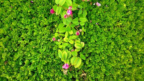 Close-up of pink flowers