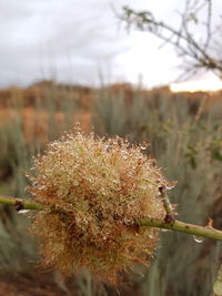 Close-up of flowering plant on field