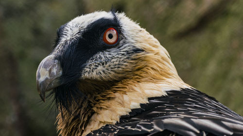 Close-up of vulture in zoo