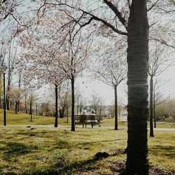 Bare trees in park