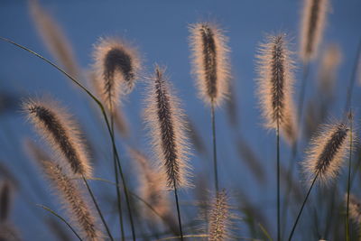 Close-up of plants against sky