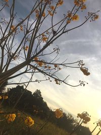 Low angle view of tree against sky during sunset