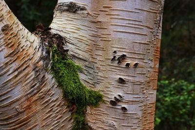 Close-up of tree trunk in forest