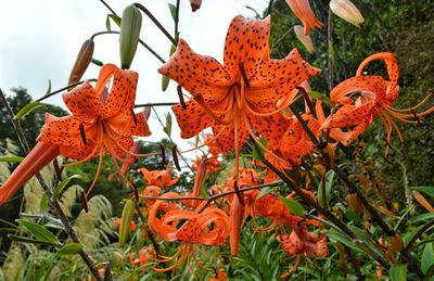 Close-up of orange flowering plants