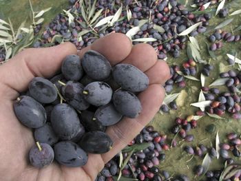 High angle view of hand holding fruits