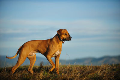 Dog on grass against sky