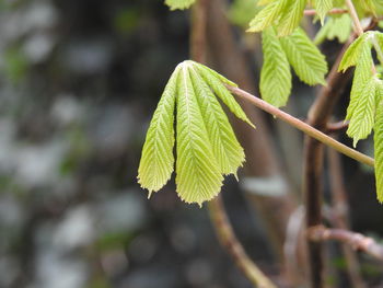 plant
