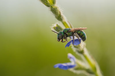 Close-up of insect on purple flower