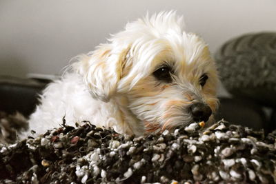 Close-up of little white dog at home on blanket