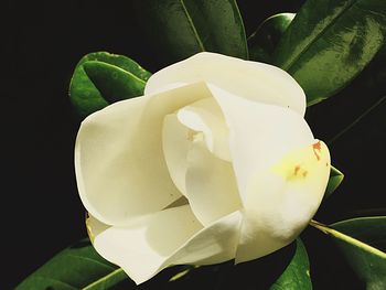 Close-up of white flowers