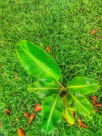 High angle view of fresh green leaves on field