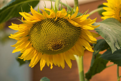 Close-up of sunflower