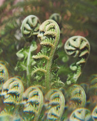 Close-up of fern