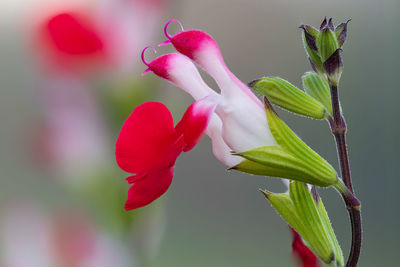 Close-up of red rose bud