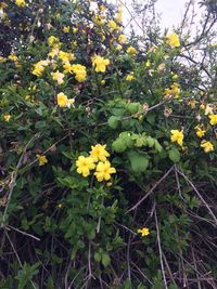 Close-up of yellow flowers blooming outdoors