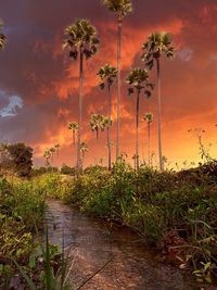 Scenic view of palm trees against sky during sunset