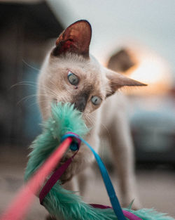 Close-up portrait of cat looking away