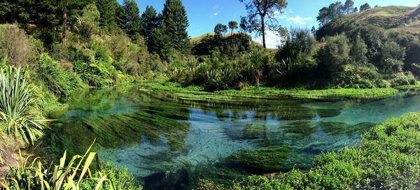 Scenic view of lake in forest