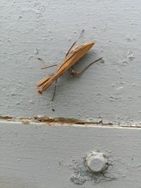 High angle view of insect on wall