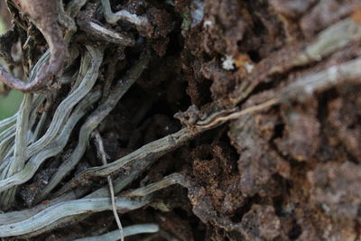 Full frame shot of tree trunk