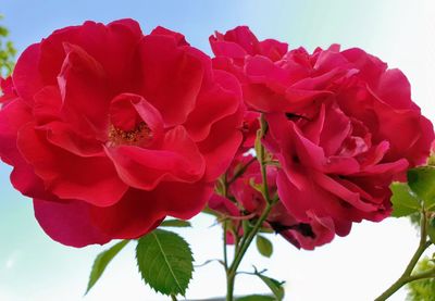 Close-up of red roses on plant