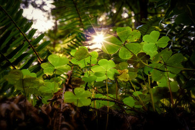 Sunlight streaming through leaves on sunny day