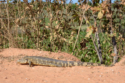 Side view of a reptile on a land