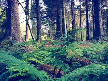 Trees and plants growing in forest