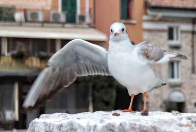 Close-up of seagull perching on retaining wall