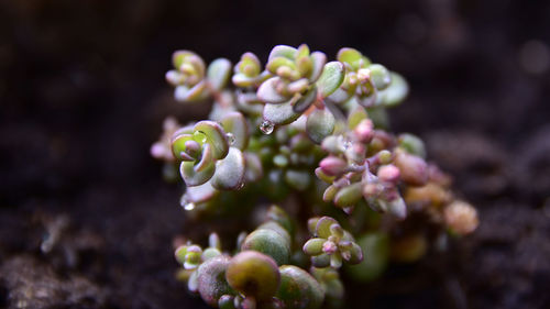 Close-up of fresh purple flower buds