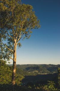 Tree on field against clear sky