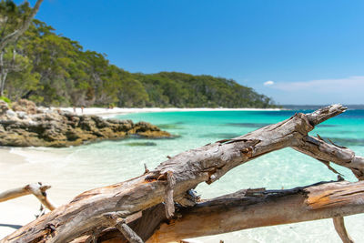 Murrays beach, within booderee national park in jervis bay territory, australia. driftwood tree log.