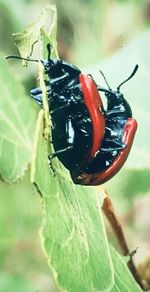 Close-up of insect on leaf