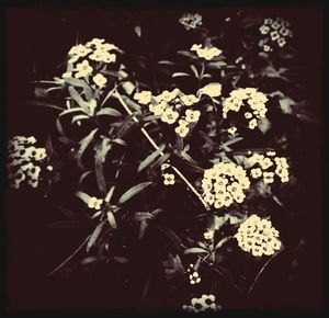 Close-up of white flowers