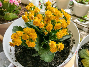 High angle view of yellow flowering plant