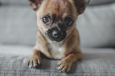 Close-up portrait of a dog at home