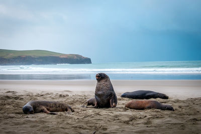 View of lonely sea lion on sand at beach against sky
