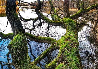 Reflection of trees in water