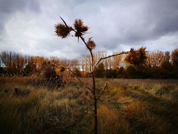 Trees in forest against sky