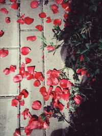 Close up of red flowers