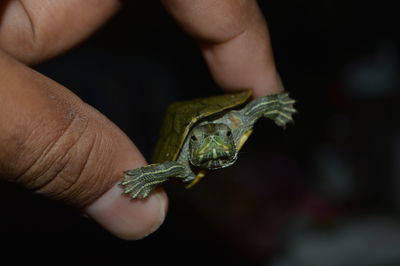 Cropped image of person holding small turtle