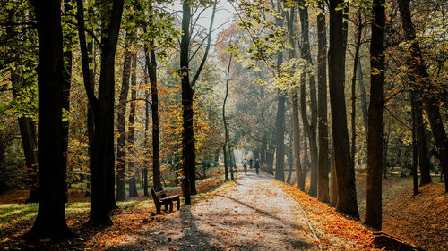 Trees in forest during autumn