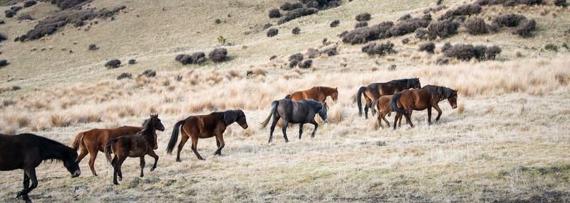 Horses in a field