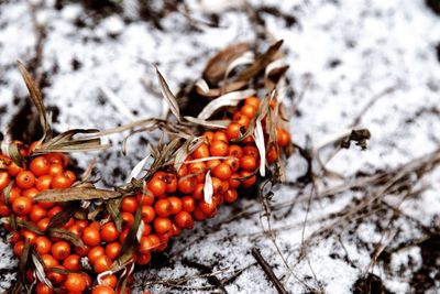 Close-up of insect on food