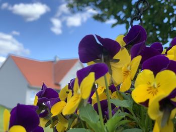 Close-up of yellow flowering plant against sky